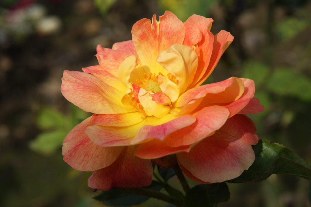 růže Golden Sstago