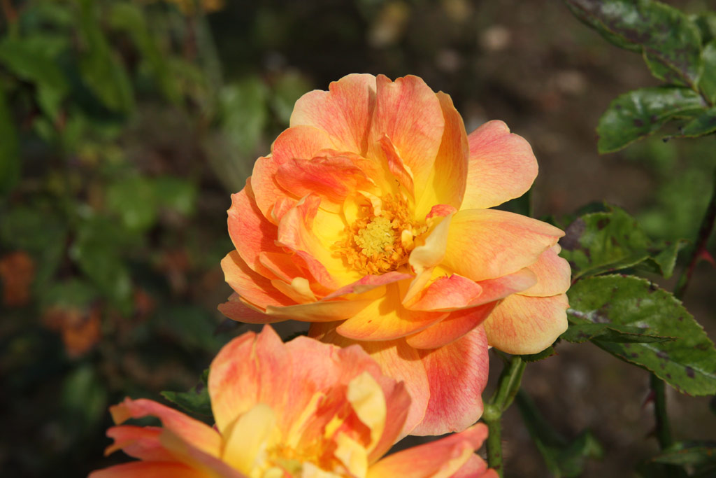 růže Golden Sstago