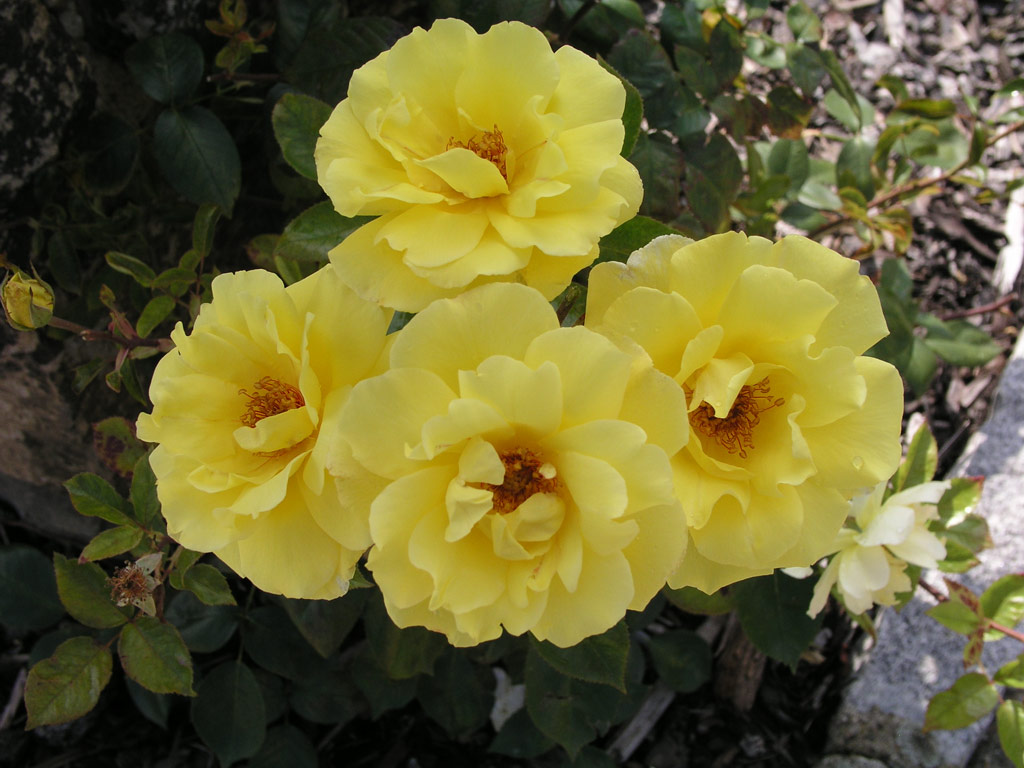 růže Golden Showers