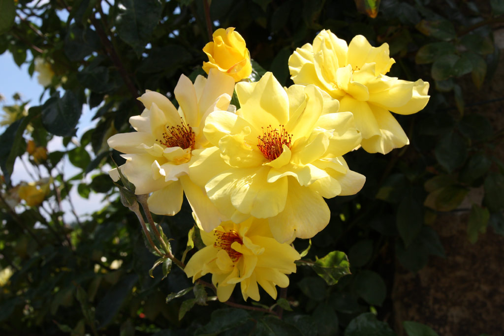 růže Golden Showers