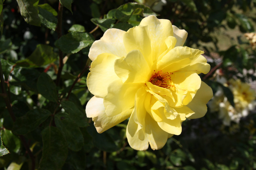 růže Golden Showers