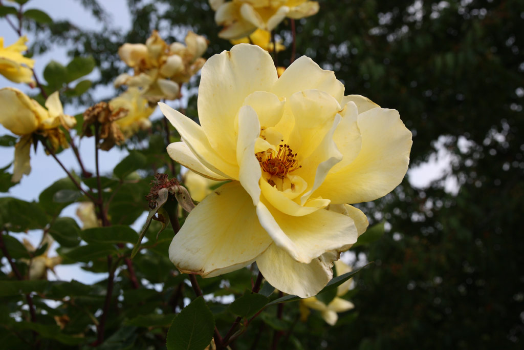 růže Golden Showers