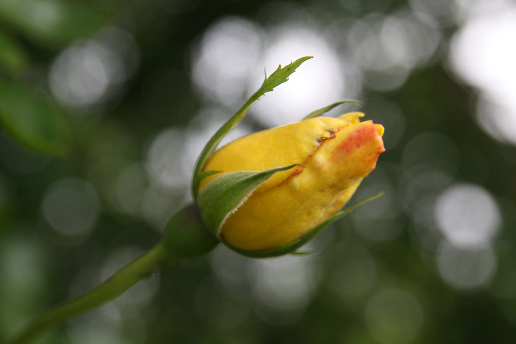 růže Golden Showers