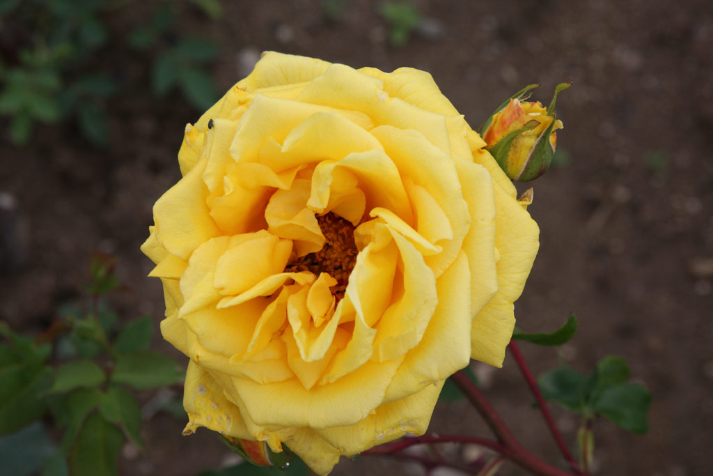 růže Golden Showers