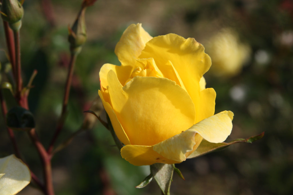 růže Golden Showers