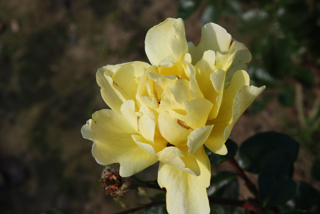 růže Golden Showers