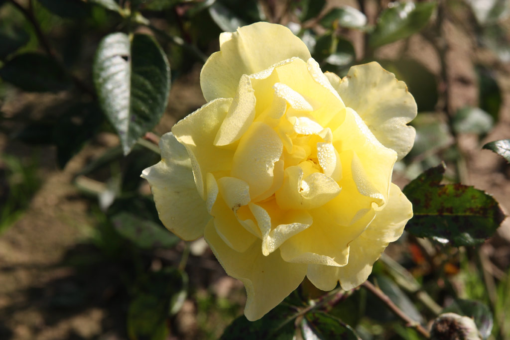 růže Golden Showers