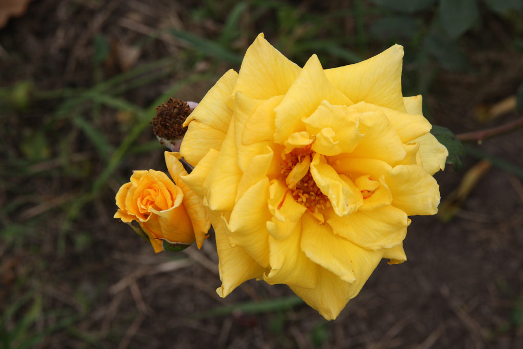 růže Golden Showers