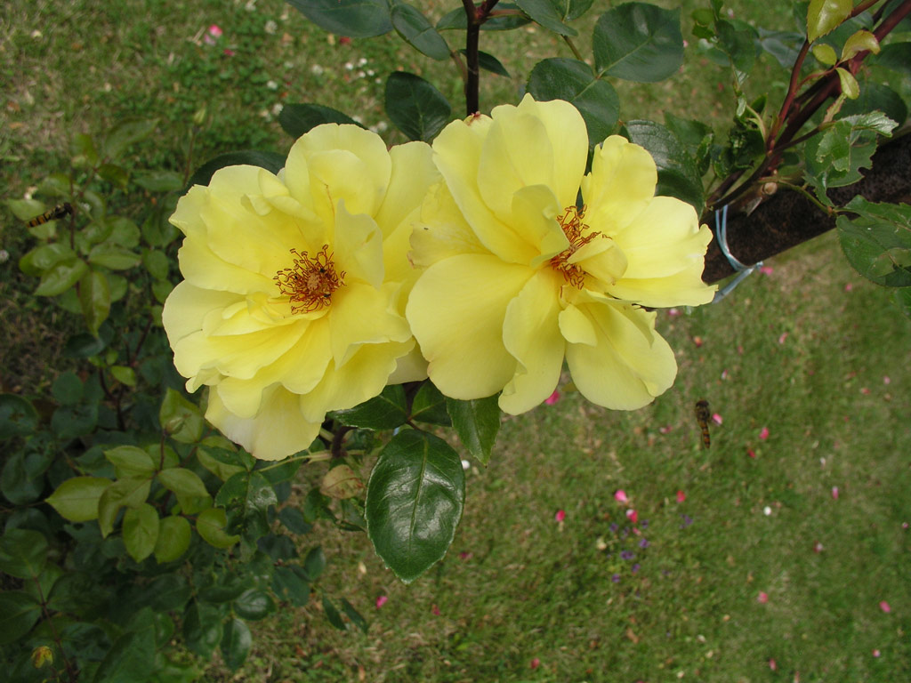 růže Golden Showers