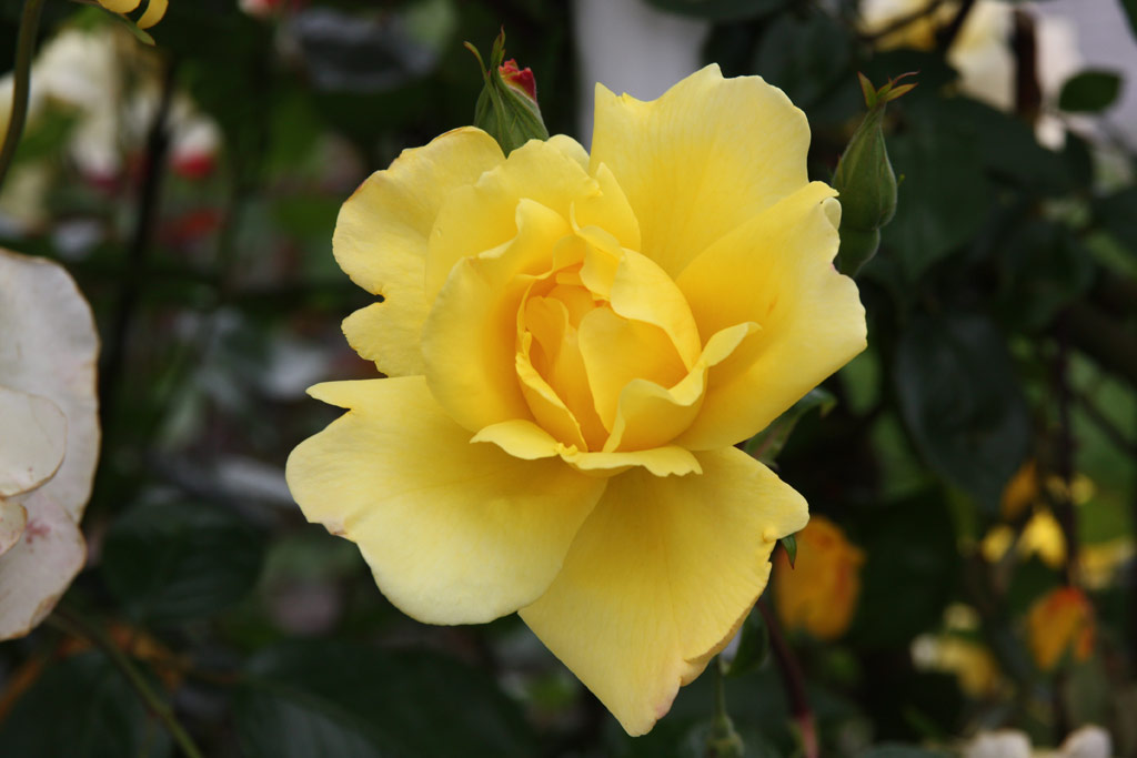 růže Golden Showers