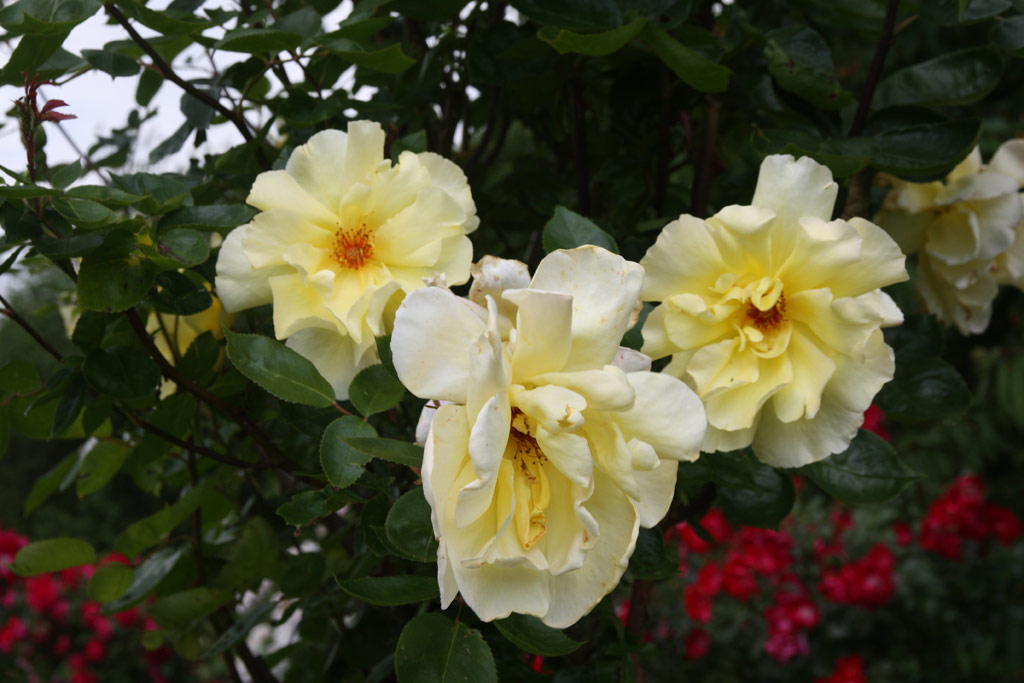 růže Golden Showers