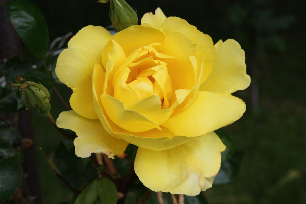 růže Golden Showers