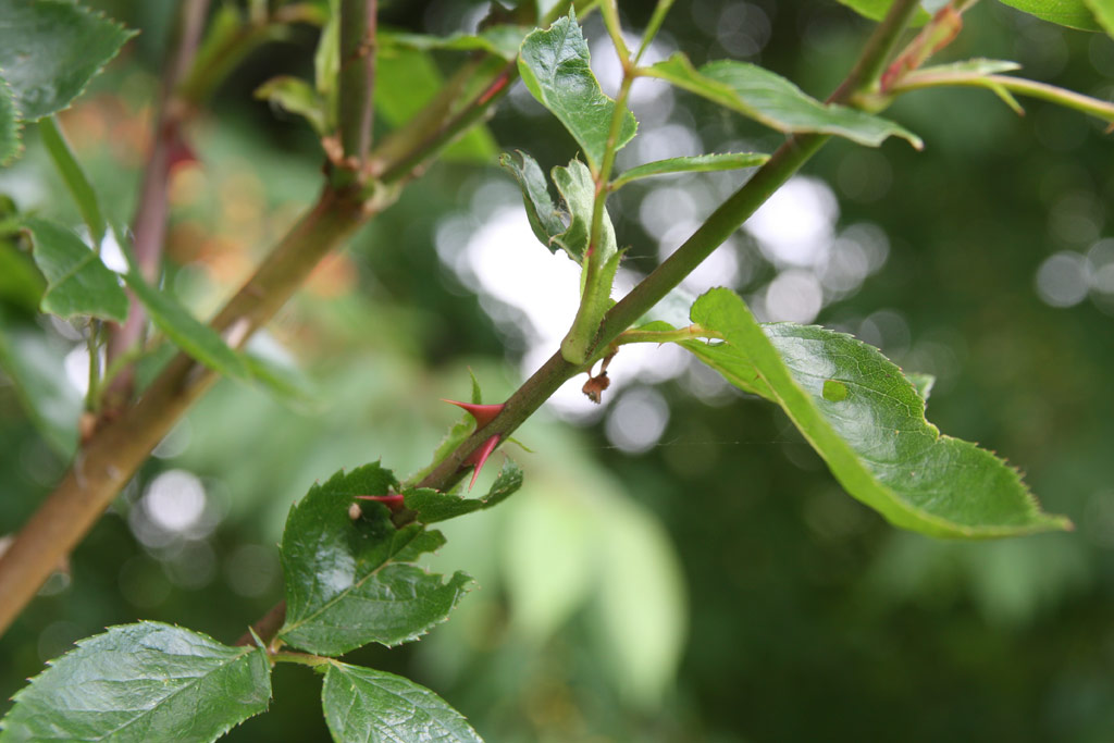 růže Golden Showers