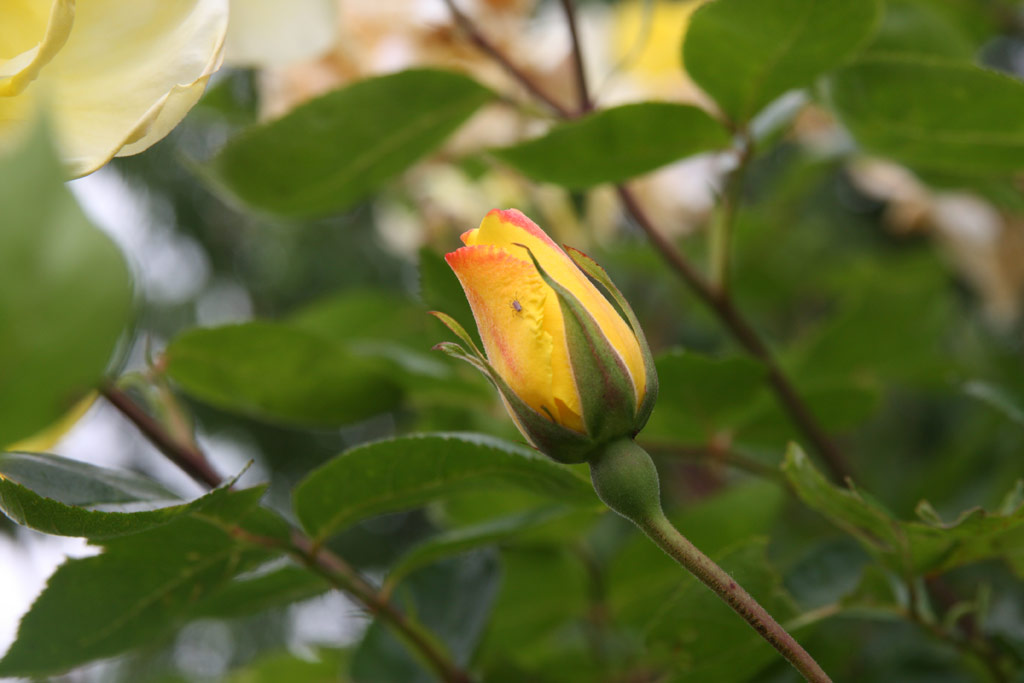 růže Golden Showers
