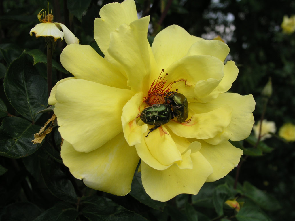 růže Golden Showers