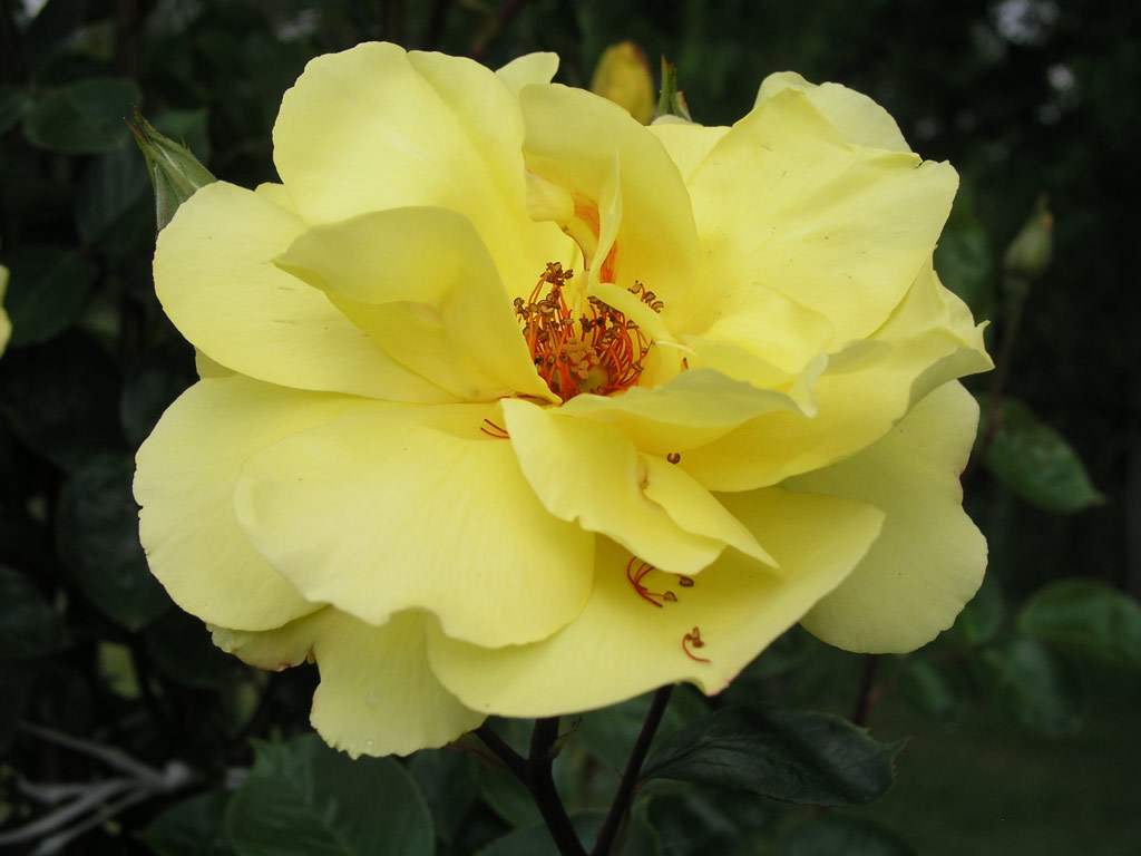 růže Golden Showers