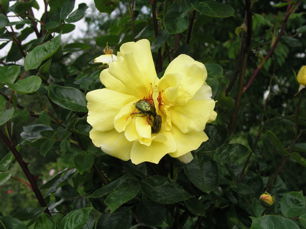 růže Golden Showers