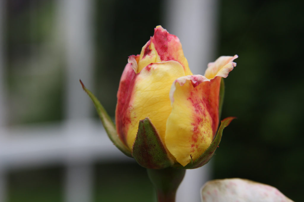 růže Golden Showers