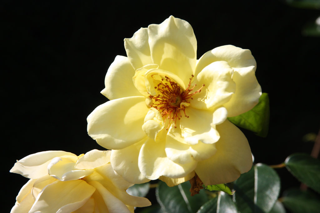 růže Golden Showers