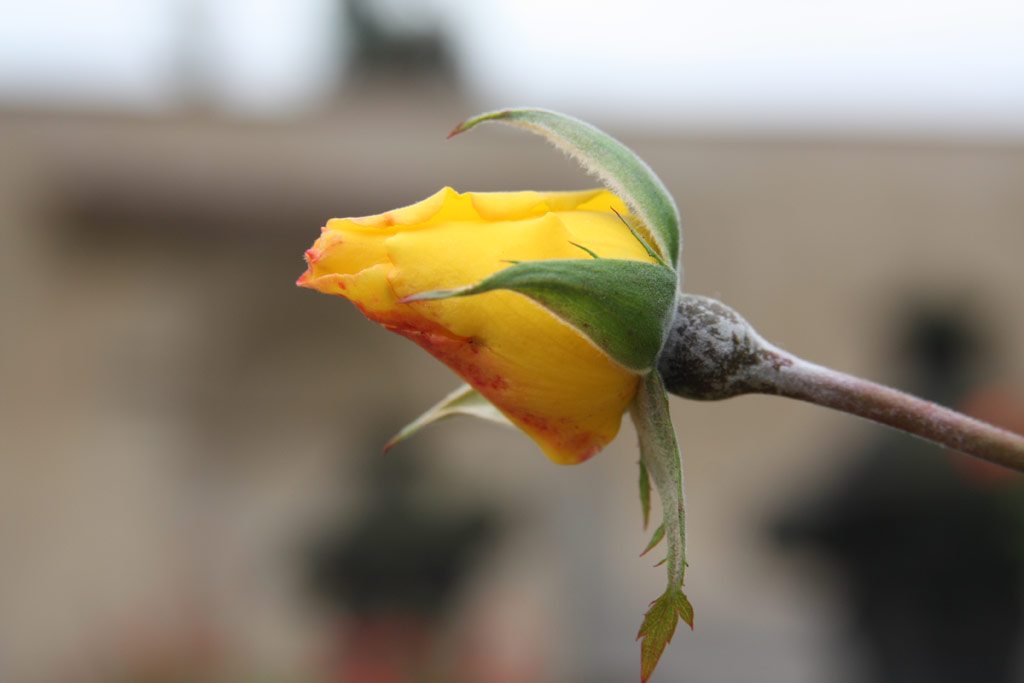 růže Golden Showers