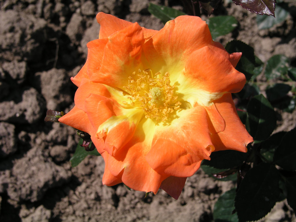 růže Golden Slippers