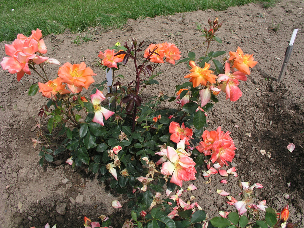 růže Golden Slippers