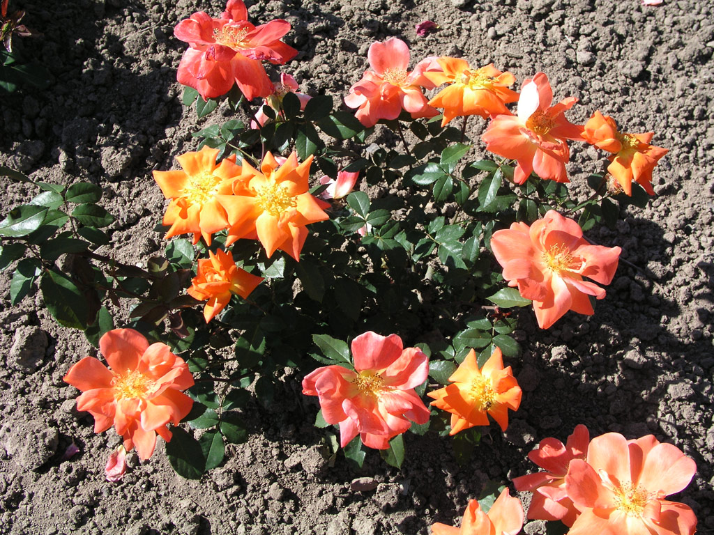 růže Golden Slippers