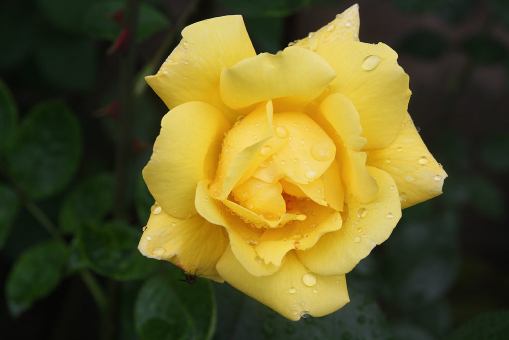 růže Golden Thomas