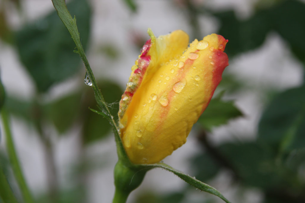 růže Golden Thomas