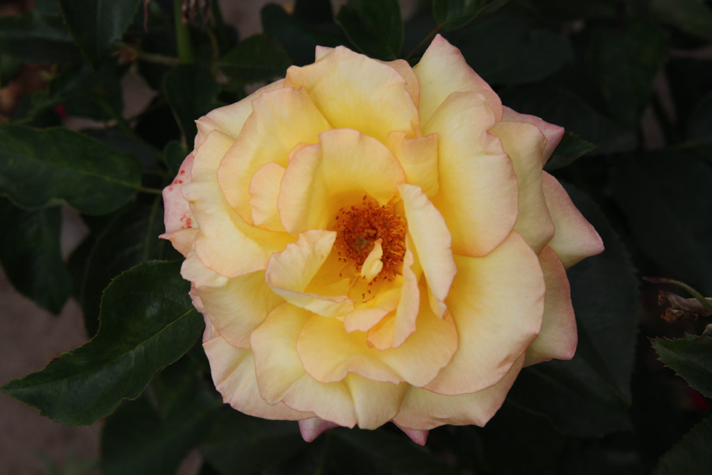 růže Goldene Sonne