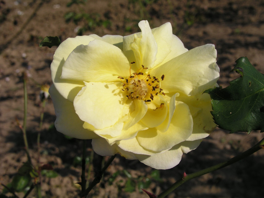 růže Goldenes Mainz