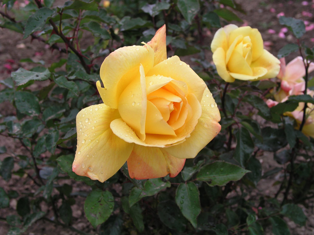 růže Goldenes Prag