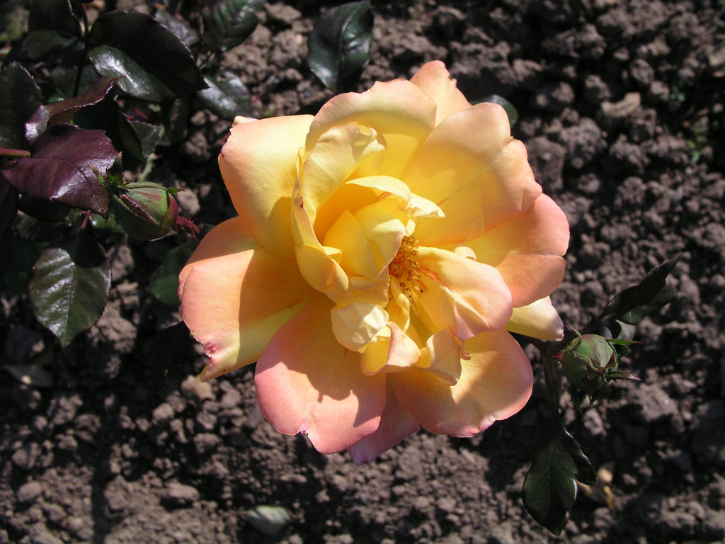 růže Goldenes Prag