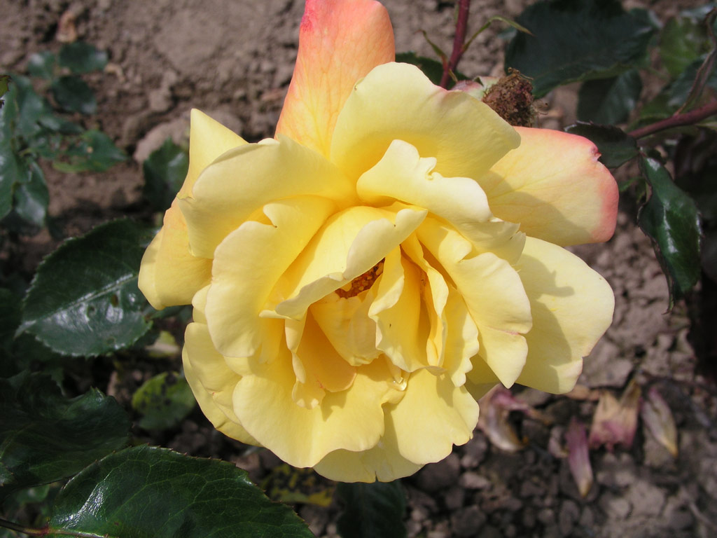 růže Goldenes Prag