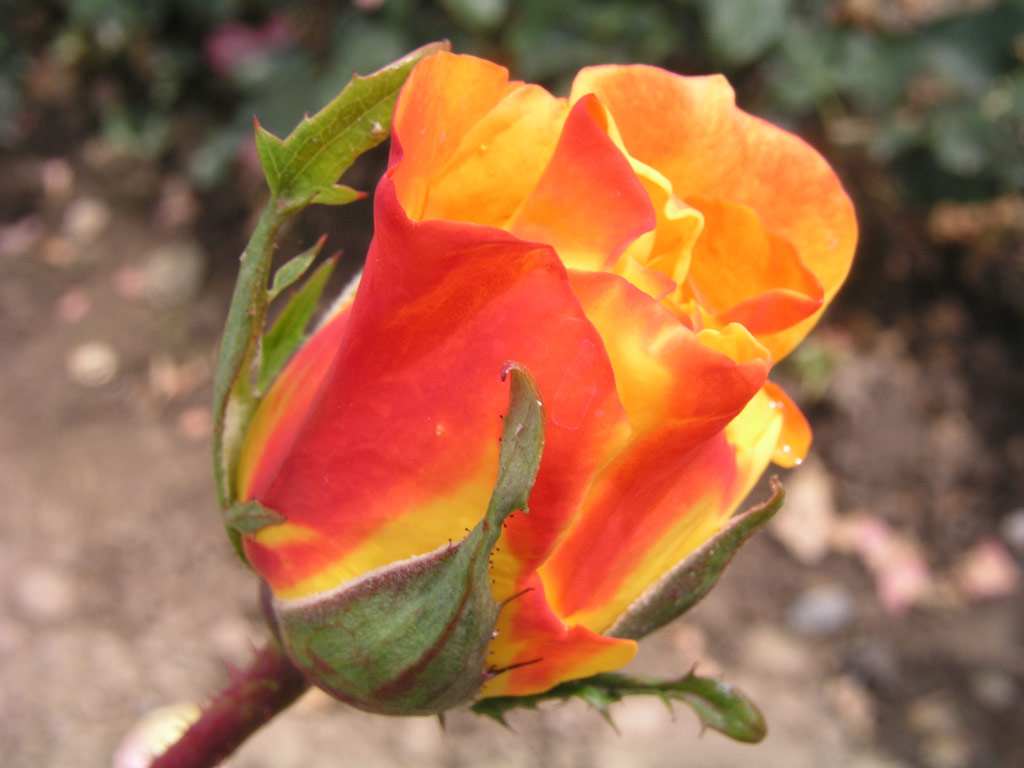 růže Goldenes Prag