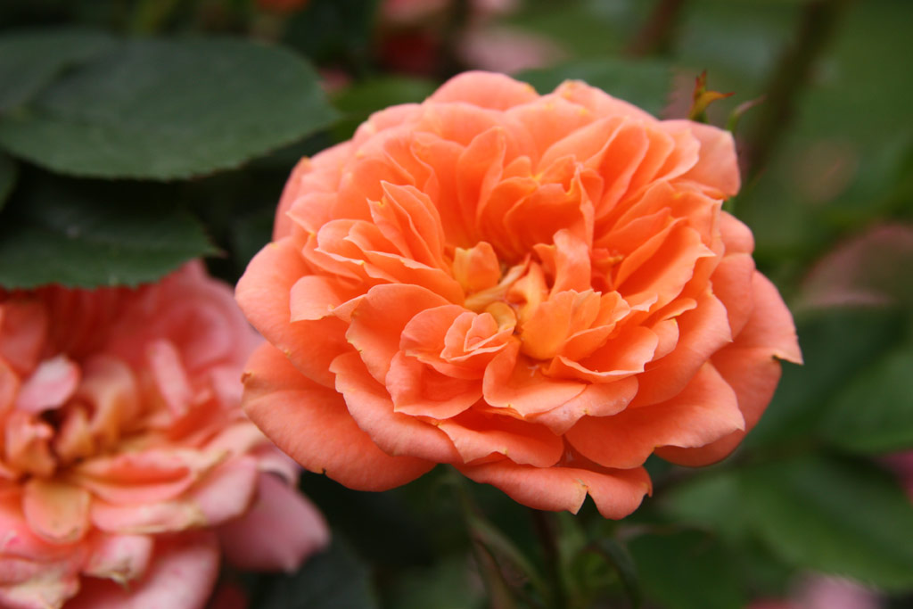 růže Goldjuwel (Linz)