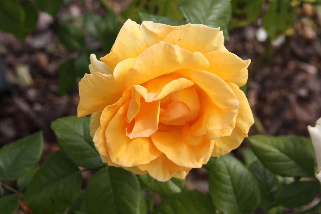 růže Goldstadt Pforzheim