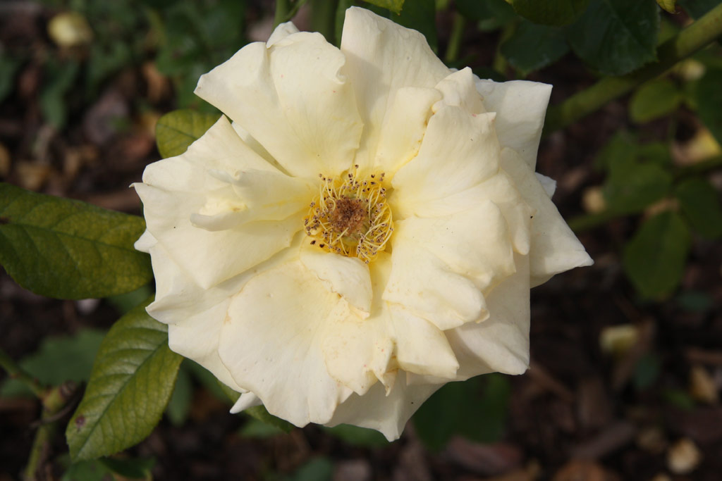 růže Goldstadt Pforzheim