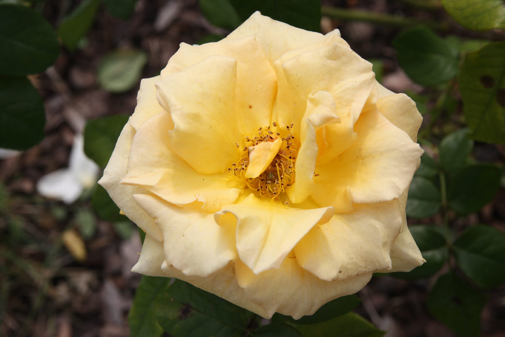 růže Goldstadt Pforzheim