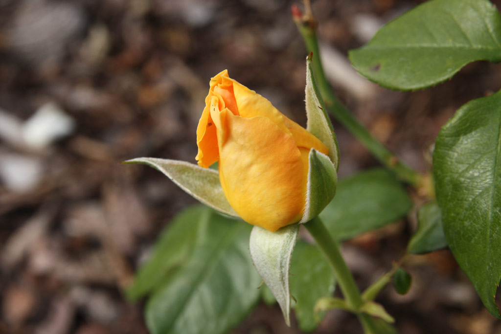 růže Goldstadt Pforzheim