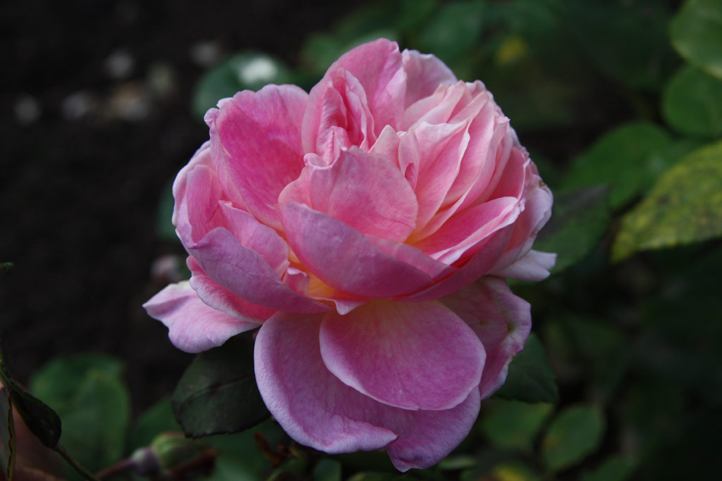 růže Grace Darling