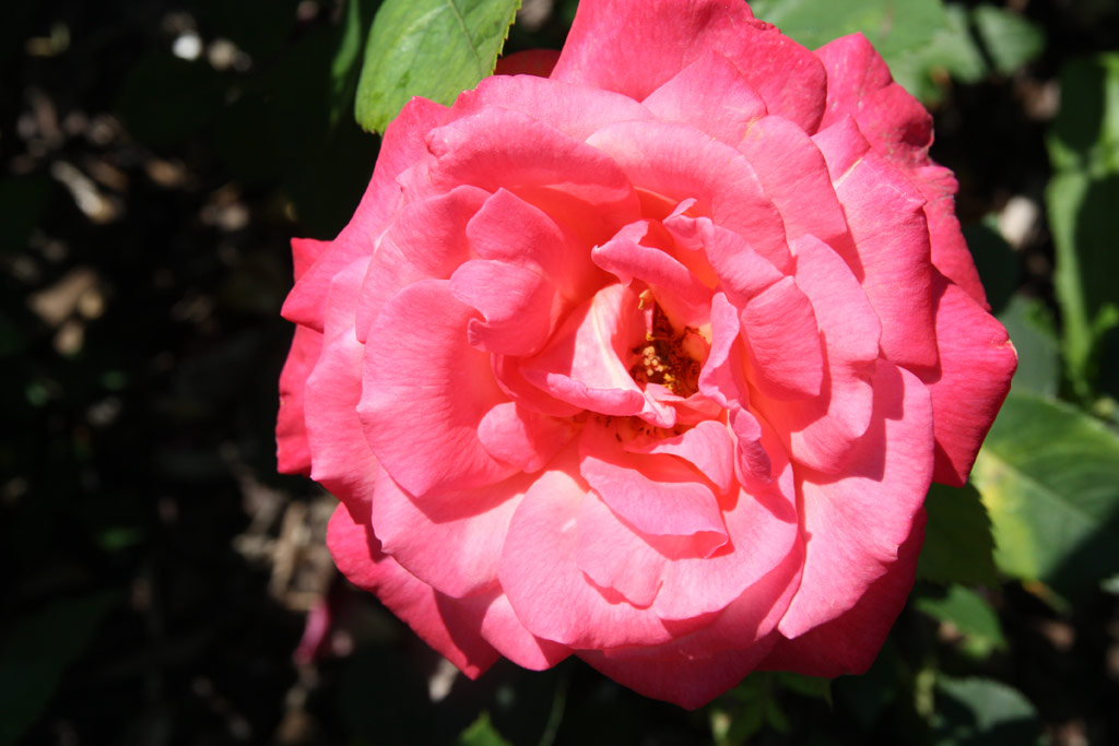 růže Grace de Mnaco