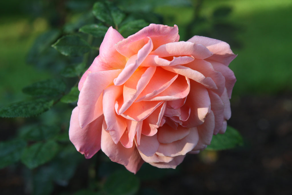 růže Gracious Lady