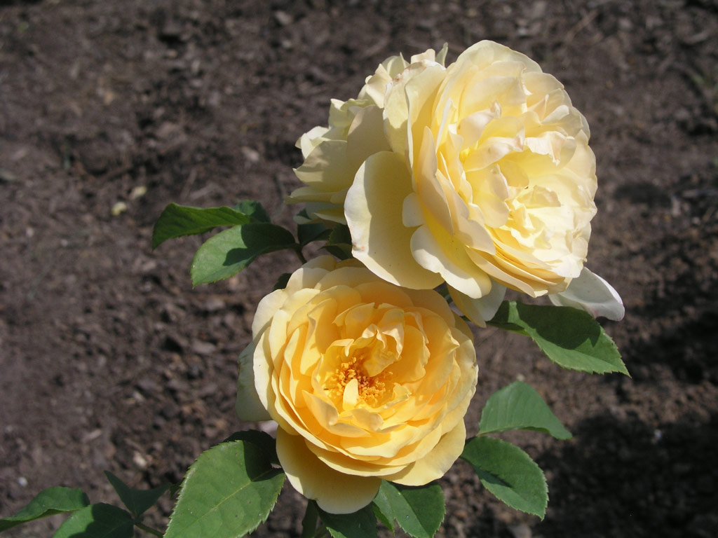 růže Graham Thomas