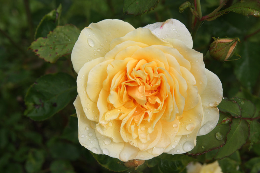 růže Graham Thomas