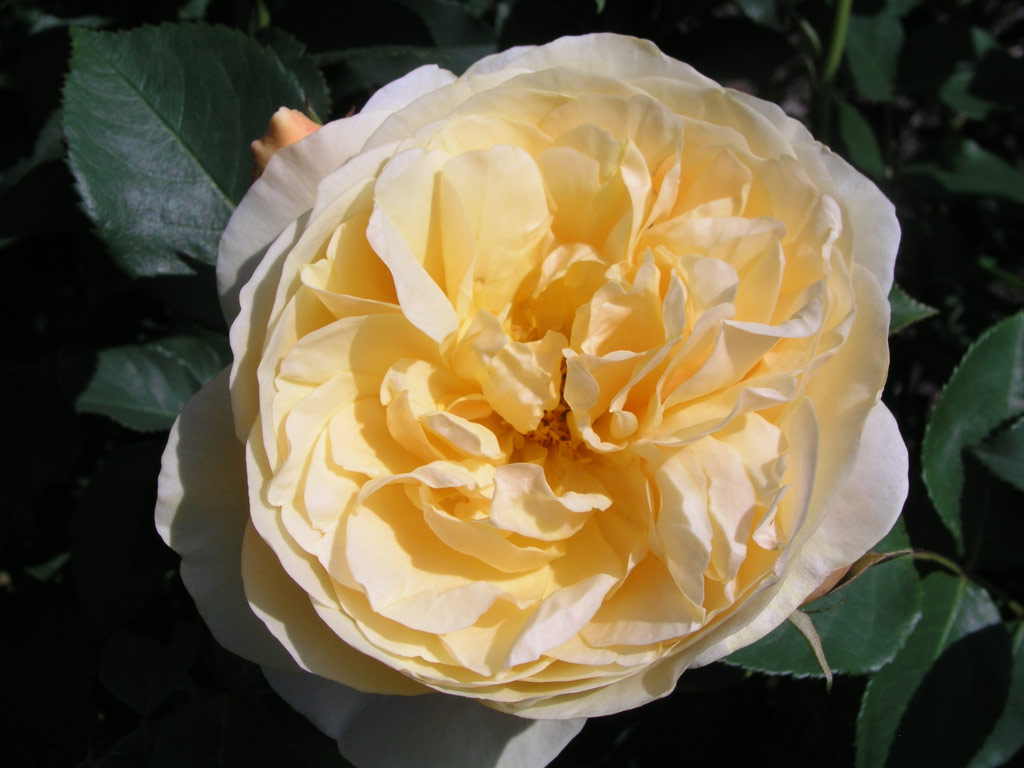 růže Graham Thomas