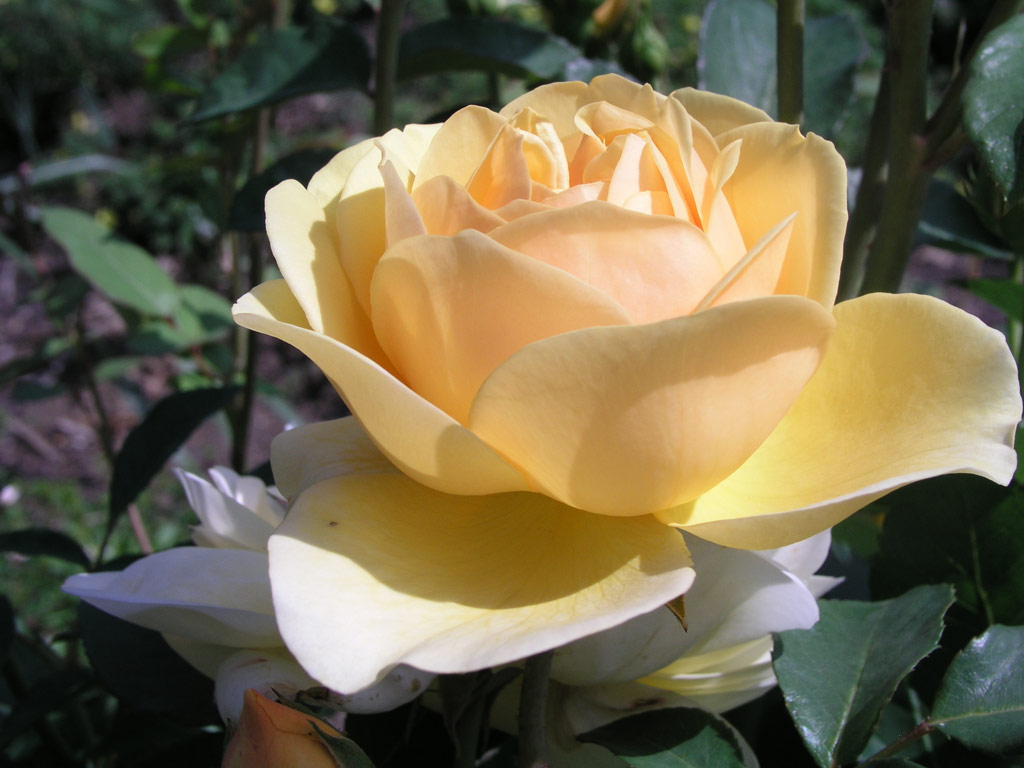 růže Graham Thomas