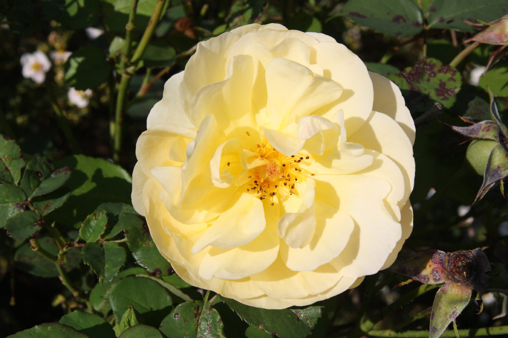 růže Graham Thomas