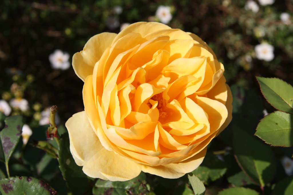 růže Graham Thomas