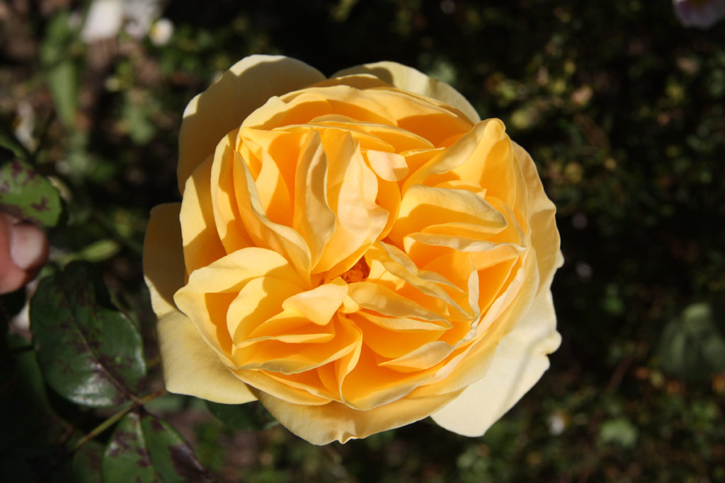 růže Graham Thomas